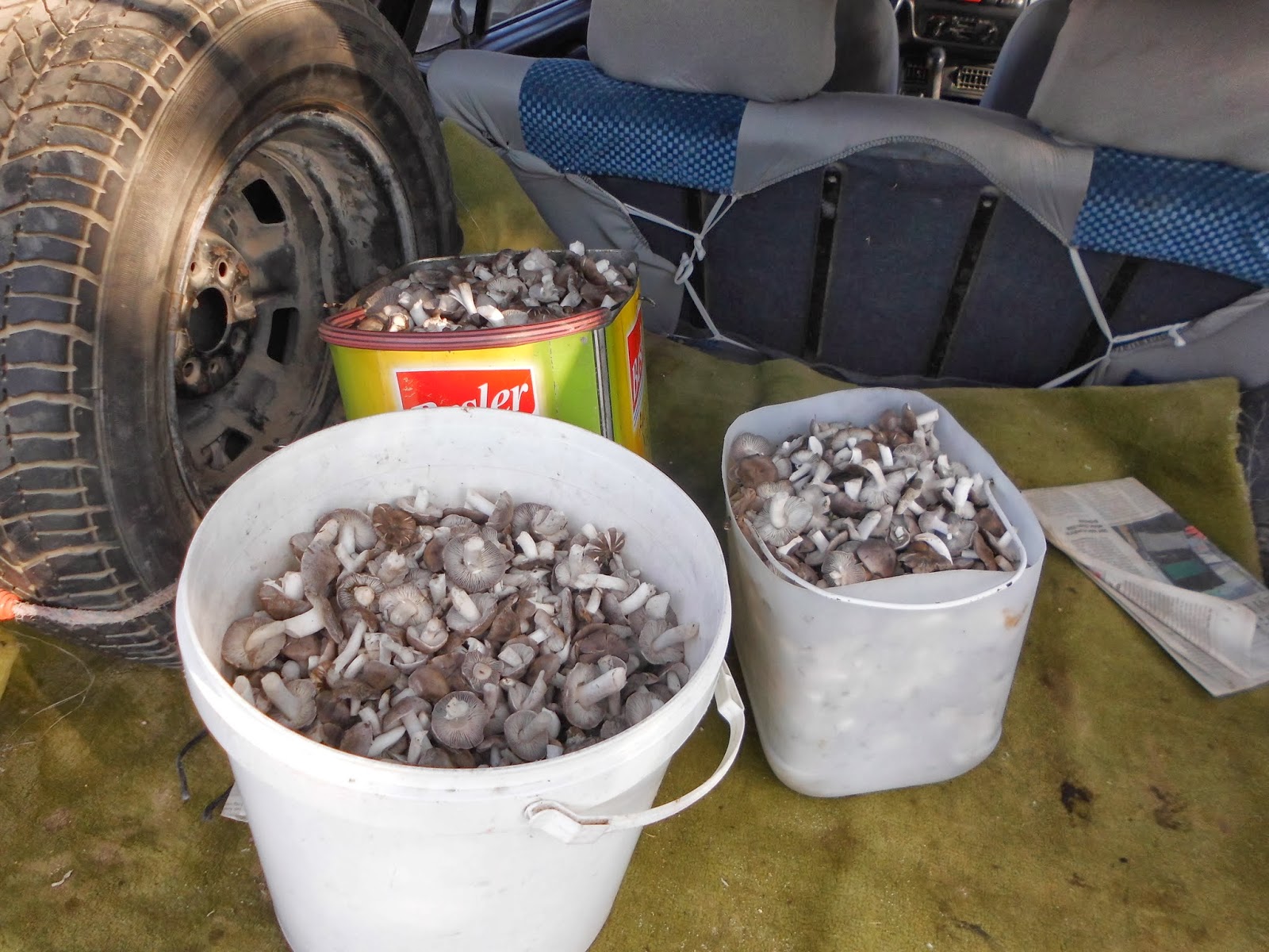 Taraklı Akçapınar Köyü Web Sitesi