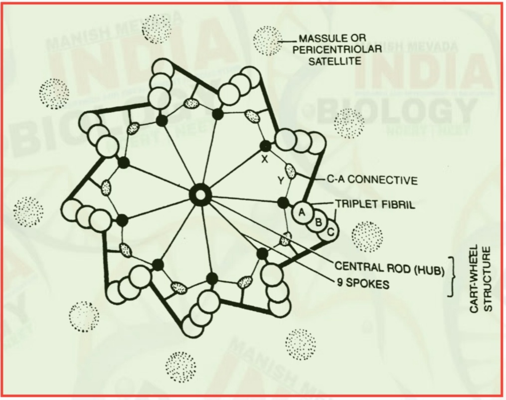 Centrioles and its function | Manish Mevada | NEET Biology