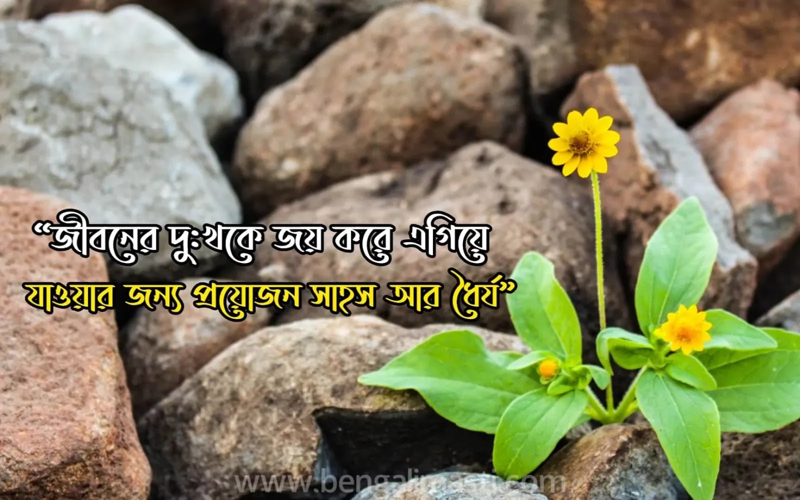 Bengali Quotes on life bengali quotes on life