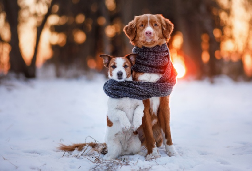 In the winter for your dog a set of safety tips