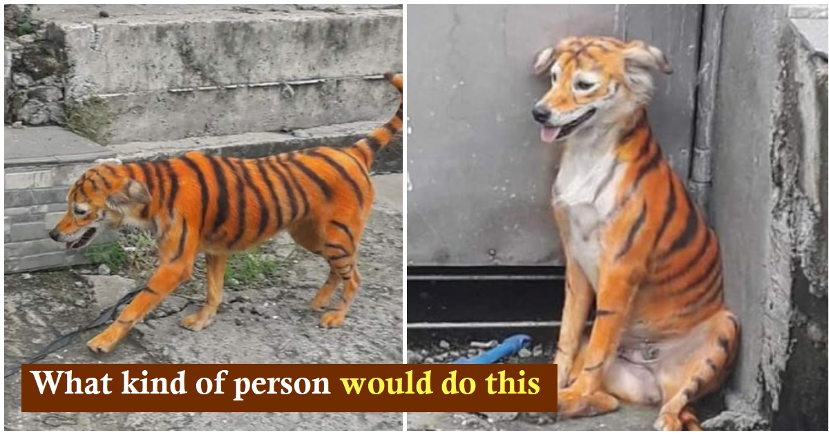 Stray dog painted with tiger stripes as cruel joke