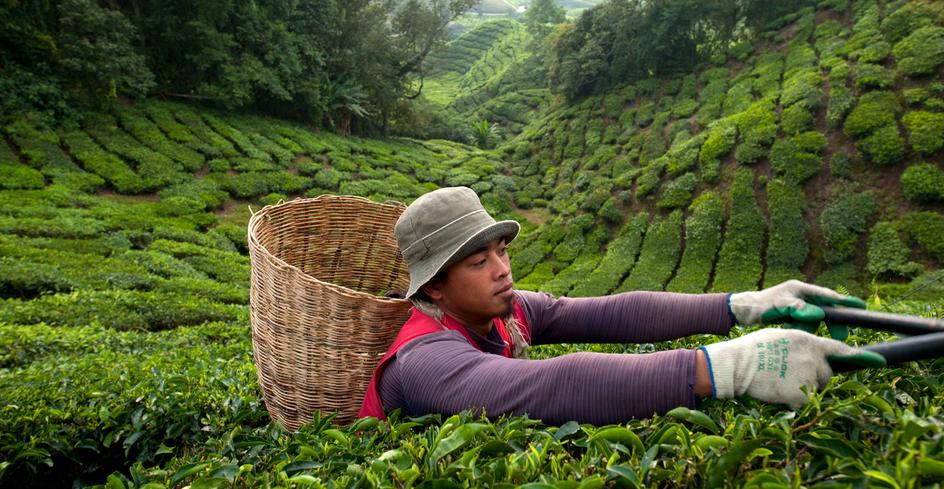 Фотосессия на чайной плантации сочи. Негры на плантации. Тара поместье скарлетт. Дарджилинг чайные плантации. Работница чайной плантации.