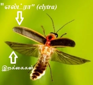 firefly - elytra
