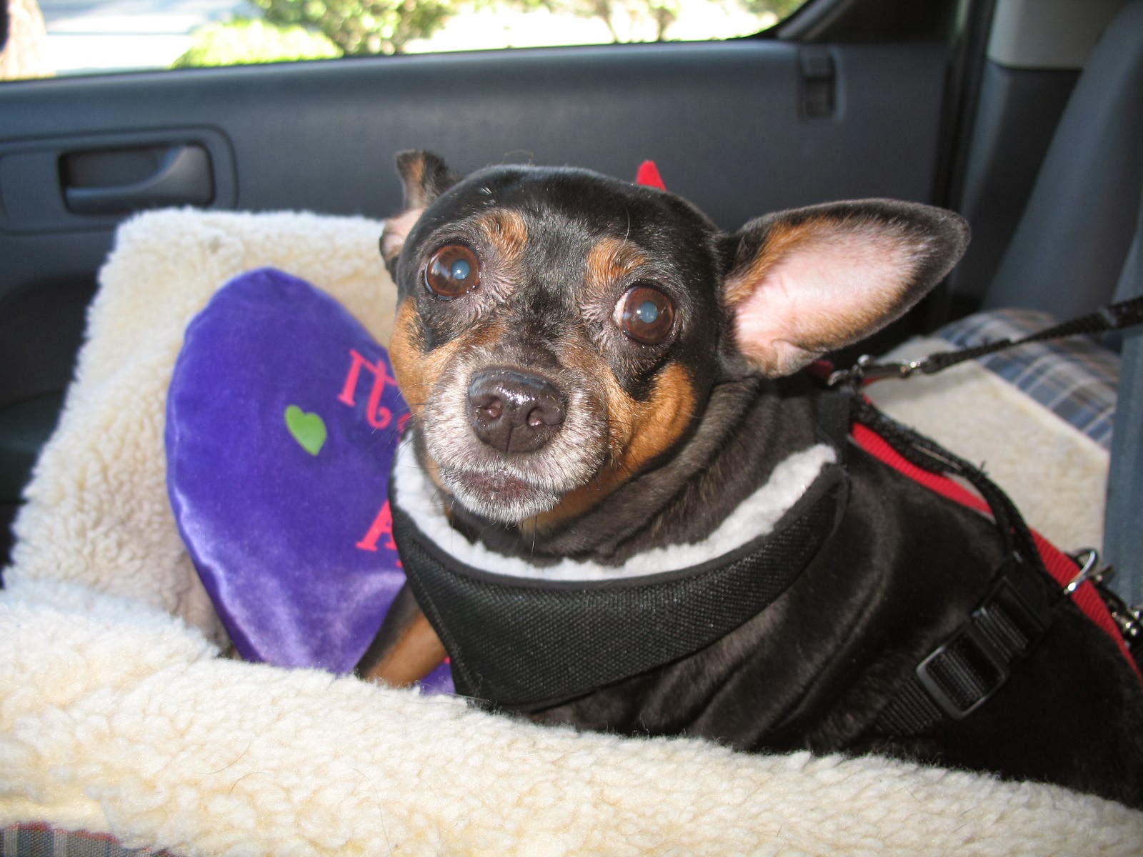 Mari's Pet Sitting, a Loving Pet Sitter for Your Pets Pet Taxi, Pet