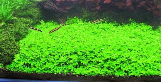 Tanaman Karpet Mudah Untuk Pemula Montecarlo Aquascape Pemula