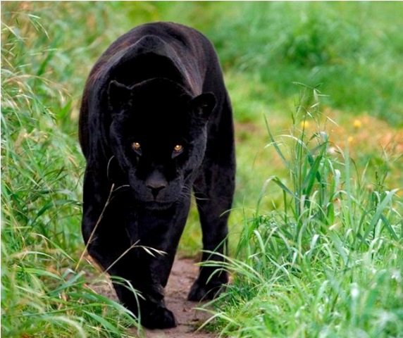 Jaguar Hitam - animmculateconception