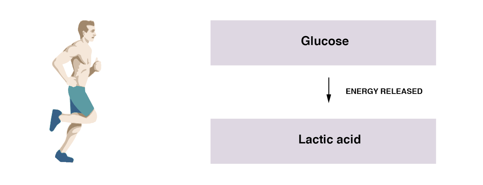 IGCSE Biology 2017 2.50 Practical Investigate Breathing in Humans