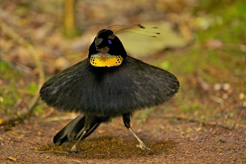 Most Terrifying & Amazing Creatures on Earth.... Awesome Dancing Bird