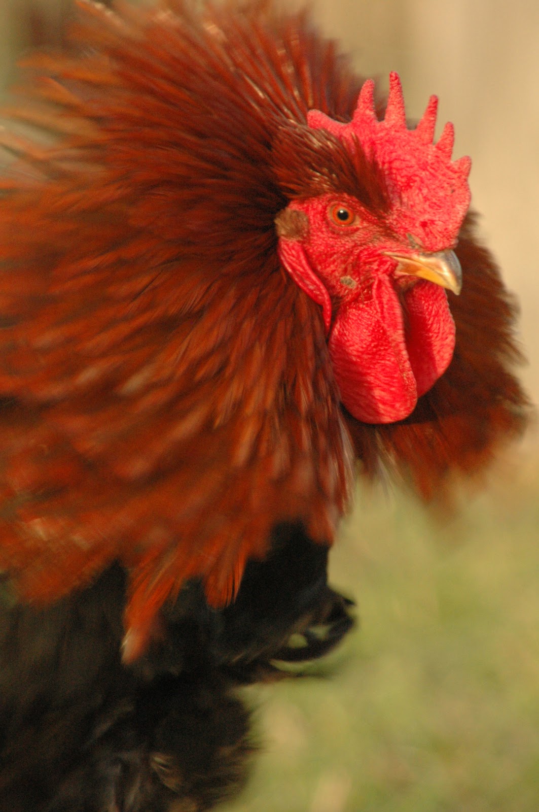 Green Legacy Farm Who's Afraid of the Big, Bad Rooster?