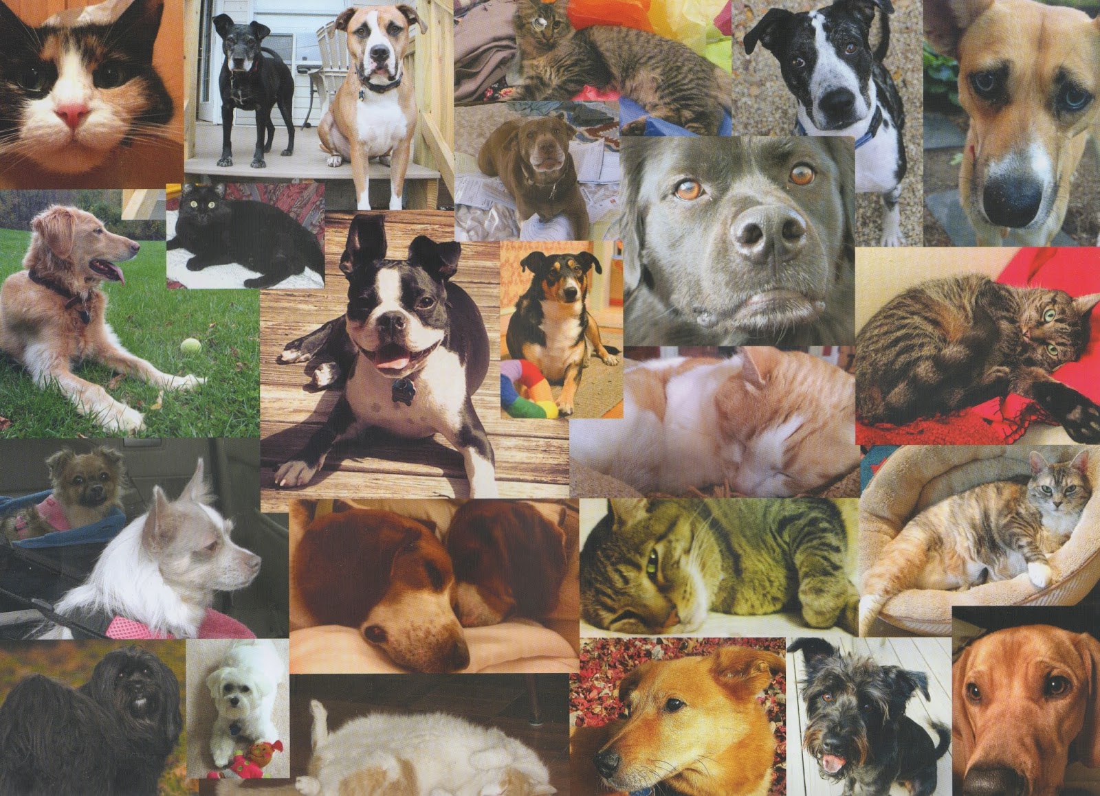 randuwa Washington Animal Rescue League Calendar