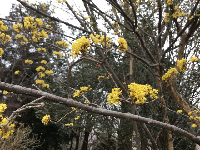 娘惹的雪泥鸿爪 17 春游 立川国营绍和纪念公园showa Kinen Park 2 运河 银杏林 喷泉 水鸟池 花木园