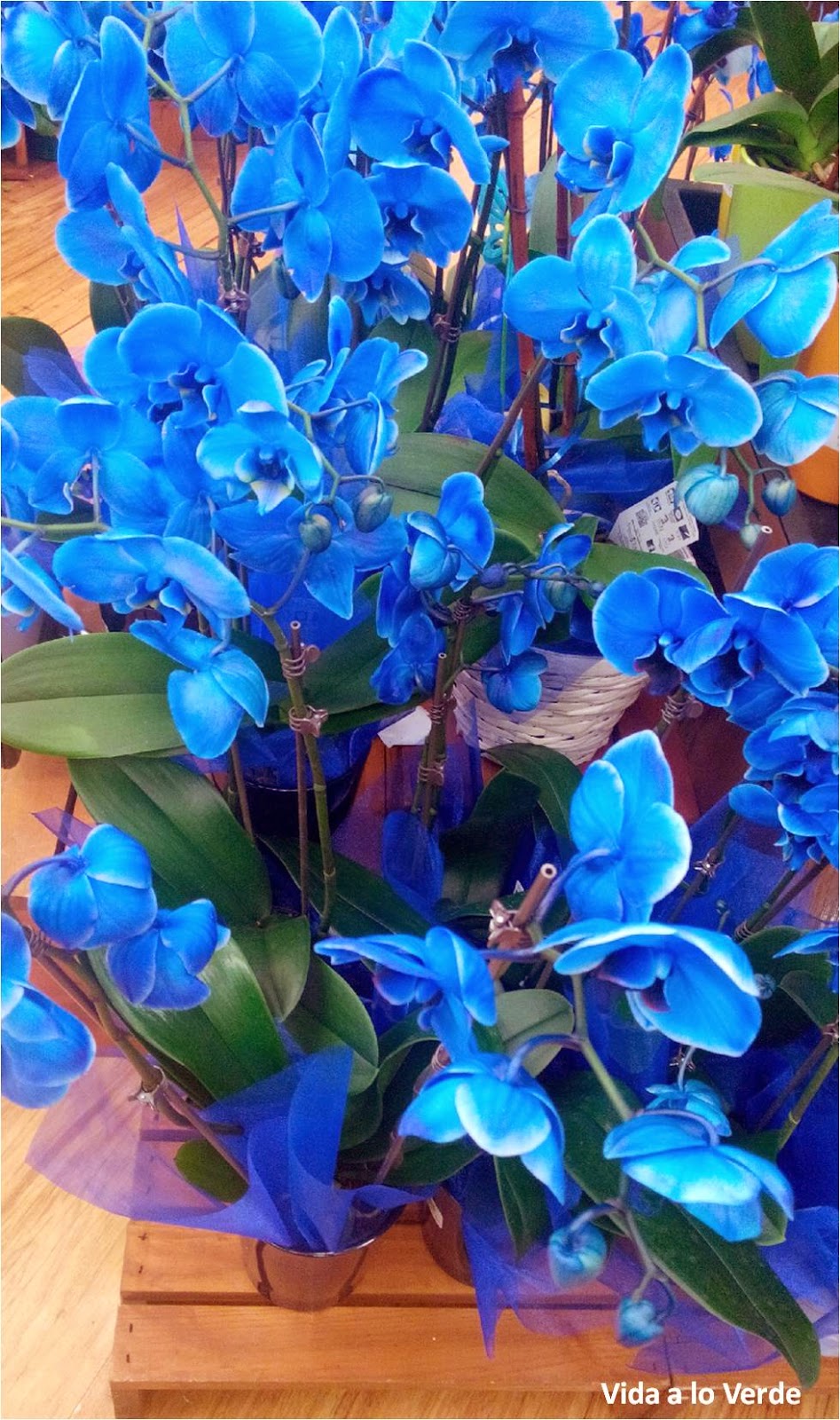 La Doctora De Las Plantas: Orquídeas azules: una ilusión óptica (Blue  orchids and optical illusion)