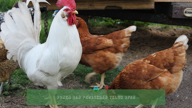 Panen dan Pemasaran Telur Ayam