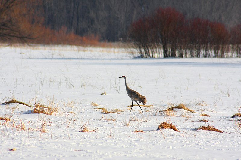 Hd Wallpapers: Beautiful Birds Hd Wallpapers