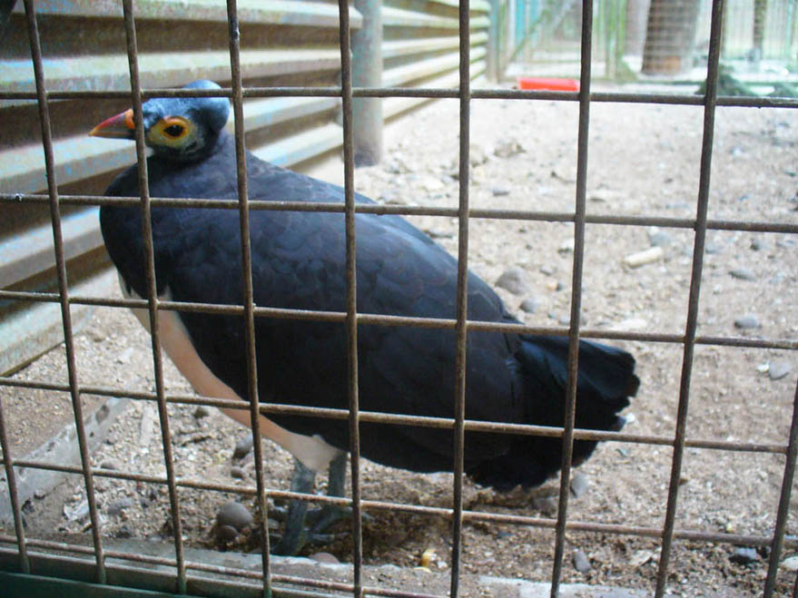 Gambarnya Aldriana Maleo Si Sederhana Nan Unik