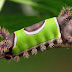    Image Credit Flickr User Mean and Pinchy  Caterpillars – the shapes and sizes that they come in and for many the urge to touch, pick up a...