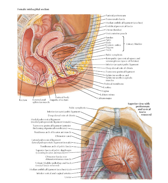 Urinary Bladder: Orientation and Supports Anatomy