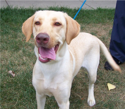 Miami Valley Dog Blog: Catching up! Forty-one Fantastic Pooches!