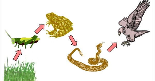 Ekosistem Sawah Dan Berbagai Permasalahannya Imron Web Id