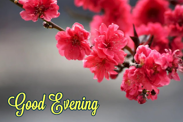 good evening flowers good evening flowers