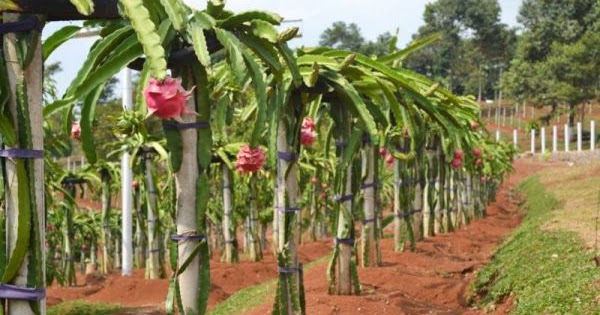Tips Menanam Sayur dan Buah: Budidaya Buah Naga pada Lahan Sempit