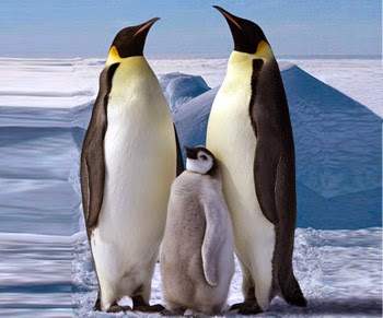 How Penguins survive cold conditions? | Wonder Whizkids