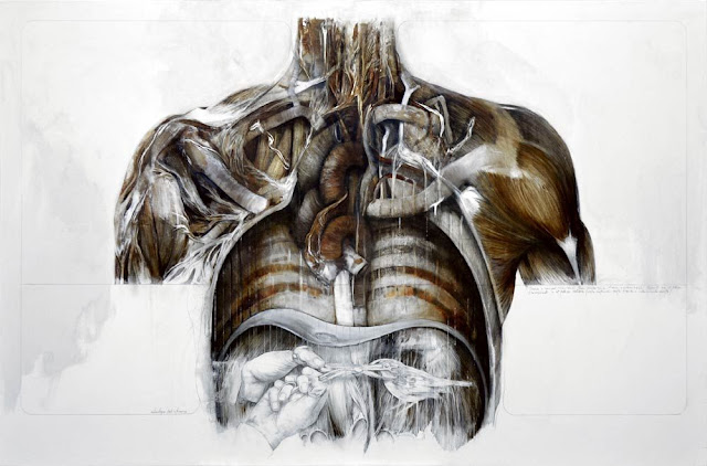 Анатомические рисунки Нунцио Пачи (Nunzio Paci)