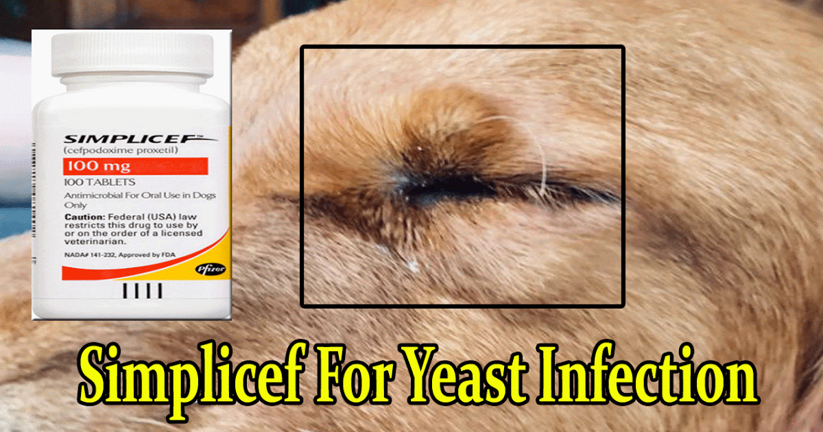 Antibiotics For Dogs Simplicef For Dogs Yeast Infection Treatment At Home
