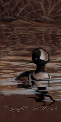 Workin in Progress of Hooded Merganser Painting in Pastel by Colette Theriault