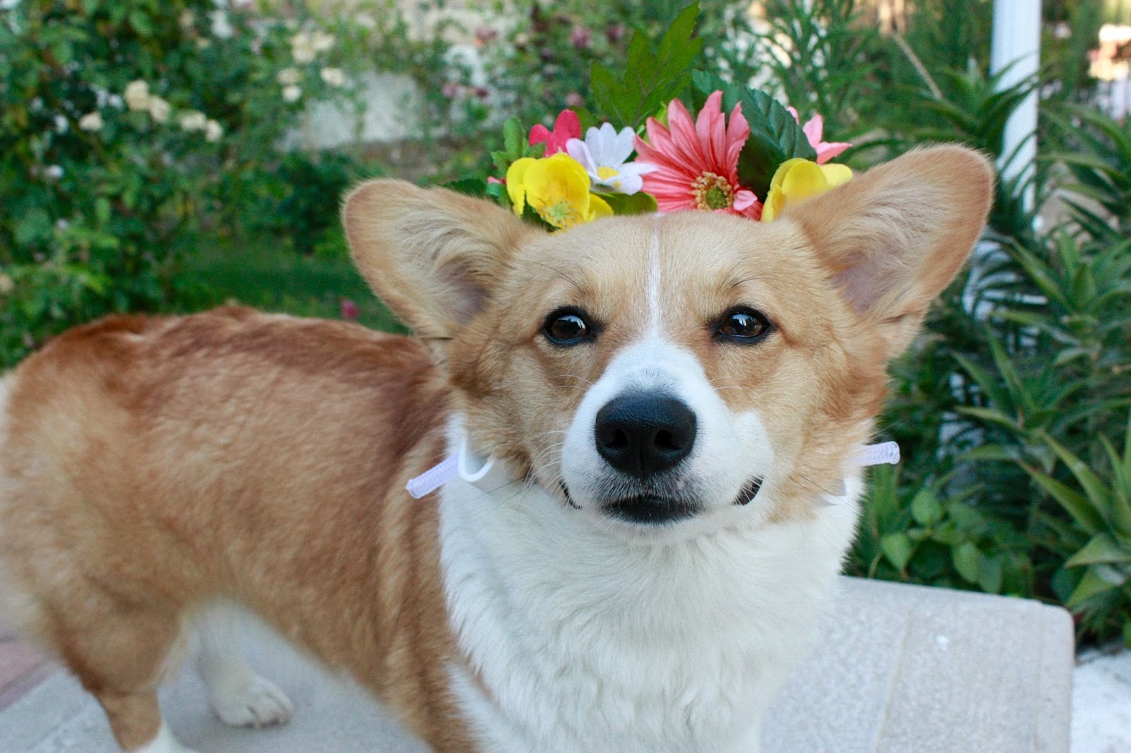 Love, Nessa DIY Dog Flower Crown