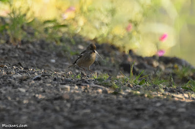 Pinsà comú (Fringilla coelebs)