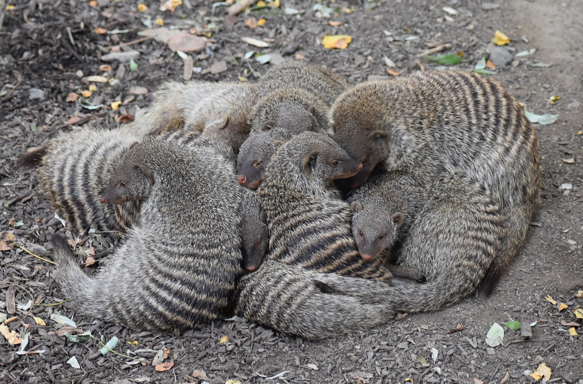 ZOOTOGRAFIANDO (6.100 ANIMALS) MANGOSTA RAYADA / BANDED MONGOOSE