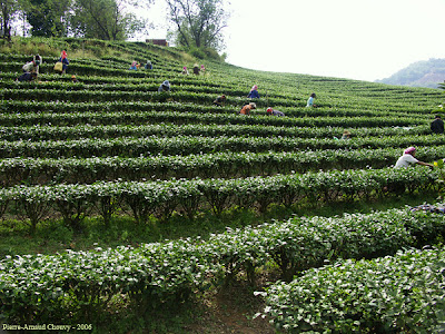 Plantação de chá, Camellia sinensis,  Thea sinensis