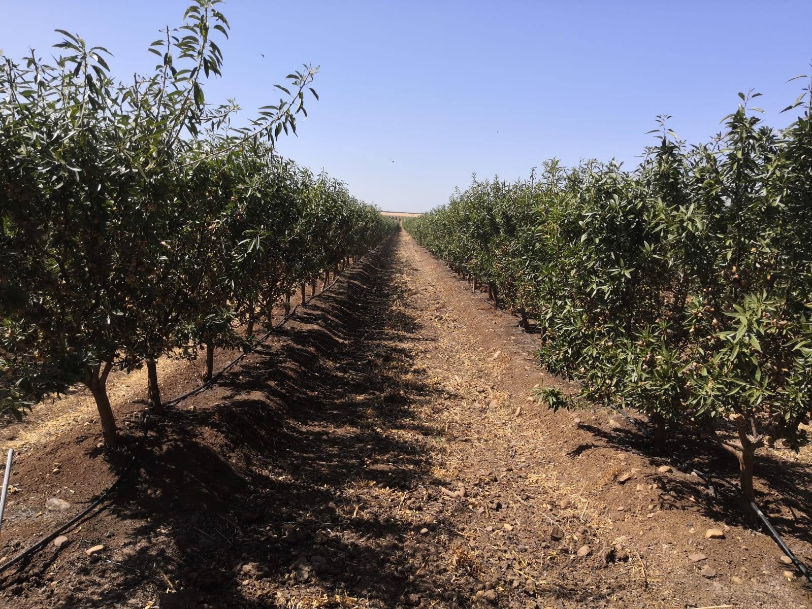 Superintensive almond crops. Harvesting days