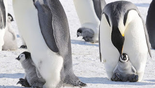 Fuente: https://www.gestacionde.com/del-pinguino/ Las patas aíslan las crías del suelo