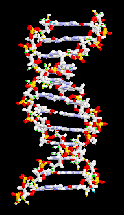 <imgsrc="cadenas_DNA_en_movimiento.gif" alt="Representación de una molécula de ADN" title="Doble helix de ADN girando."> <Imgsrc ="cadenas_DNA_en_movimiento.gif" width = "181" height "313" border = "0" alt = "Imagen de ADN">