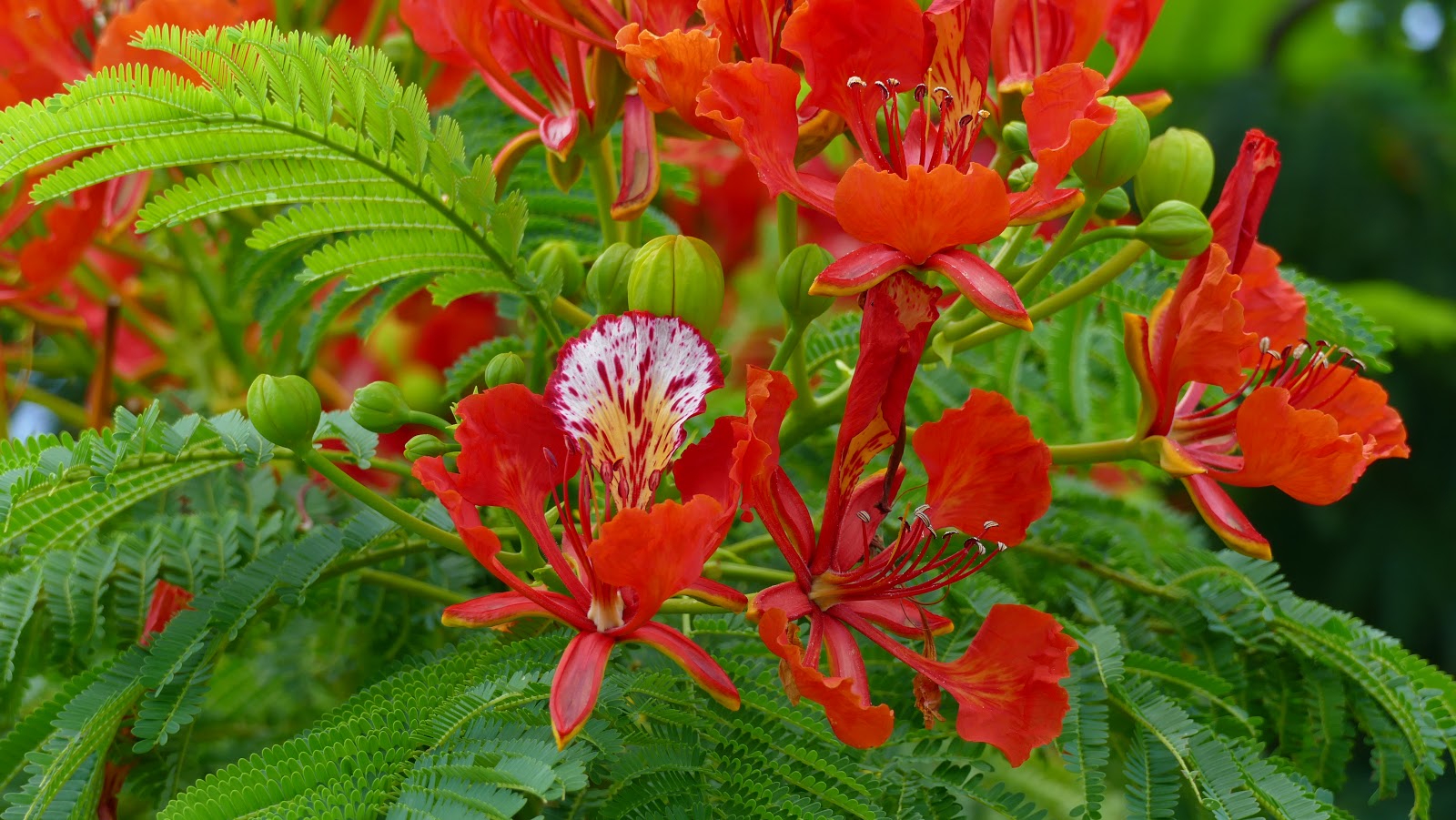 jinx skin Key West Trees With Red Flowers Poisonous Trees In Florida Florida Hikes / Key west