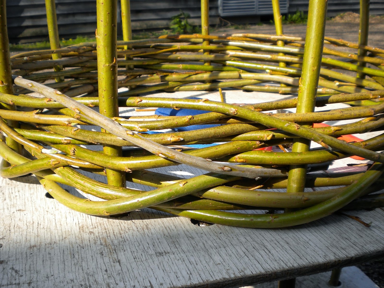 growing health by design willow weaving
