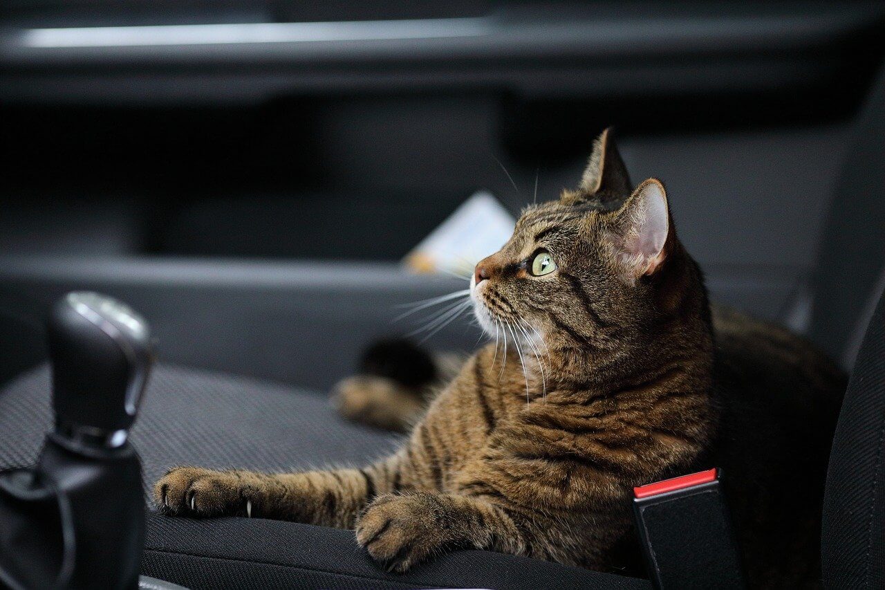 Easy Travel Tips For People Taking Their Cats With Them