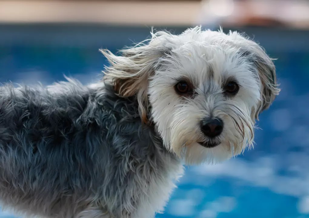 top 10 cutest mixed dog breeds