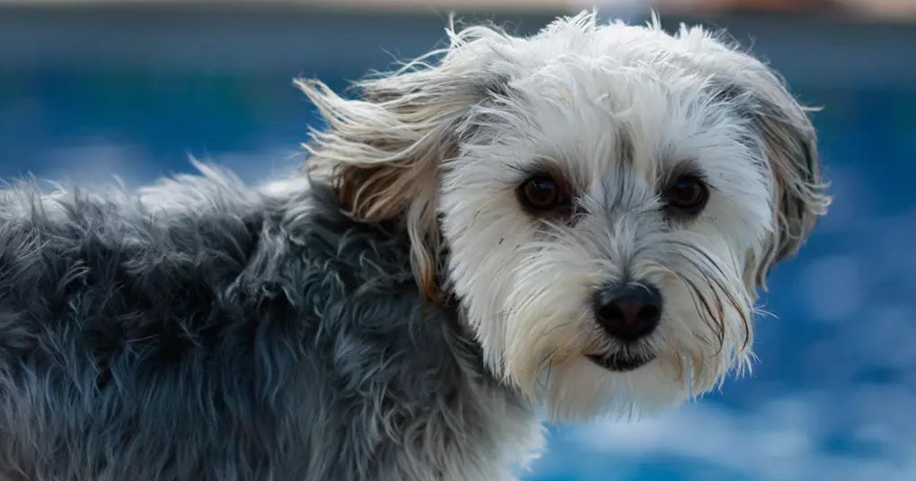 Top 10 Cute Mixed Puppy Breeds - The Buzz Land