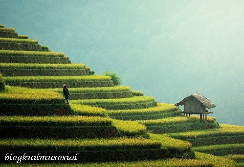 Alasan Mengapa Thailand Sebagai Lumbung Padi Asia Tenggara Ilmu Sosial