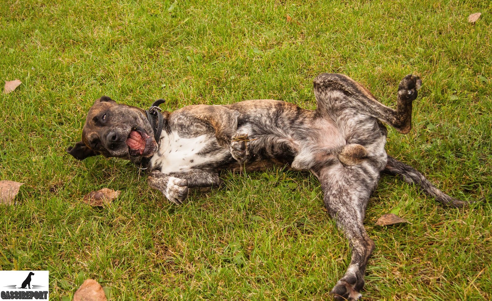 GASSIREPORT Hundeblog Von Muttis und Pappis am Handy und unsachlichen