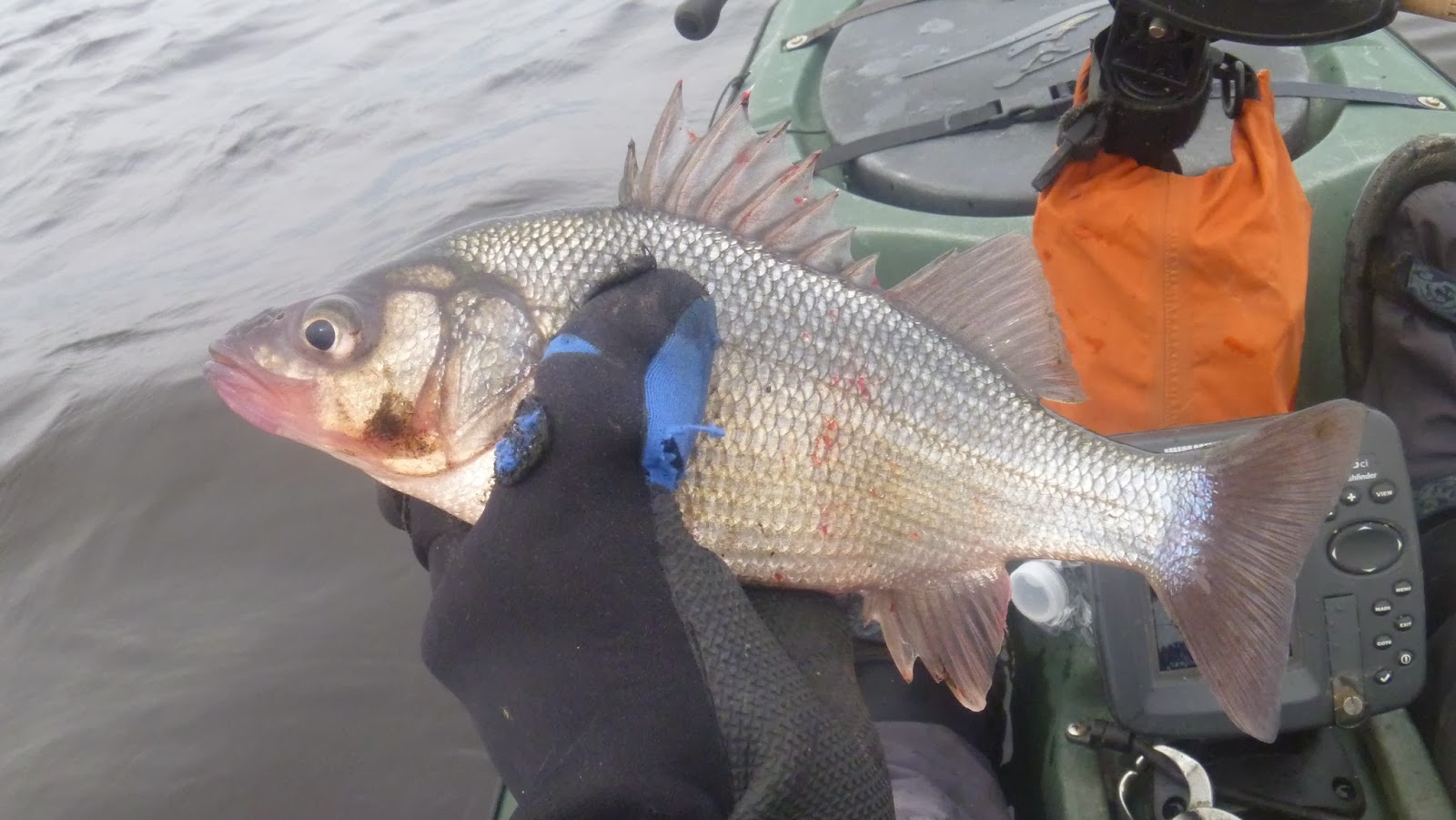 new jersey fishing report fishing new jersey NJ fishing fishing