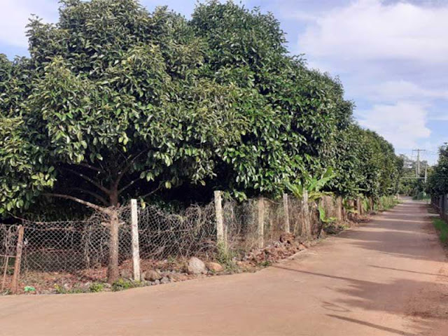 Bán Đất Xã Sông Nhạn, Cẩm Mỹ. Đồng Nai