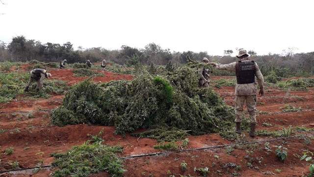 Polícia localiza 250 mil pés de maconha em Iraquara; suspeito morre na ação