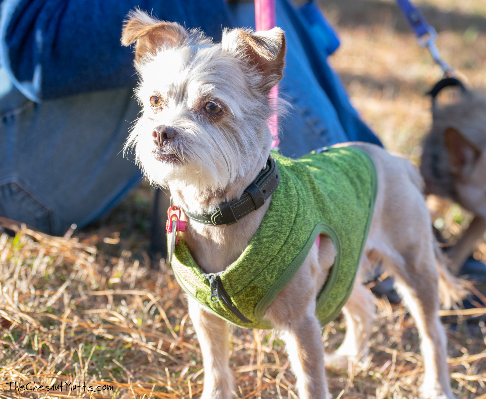 Review How to Keep your Dog Warm & Stylish with the Kurgo K9 Core Sweater The Chesnut Mutts