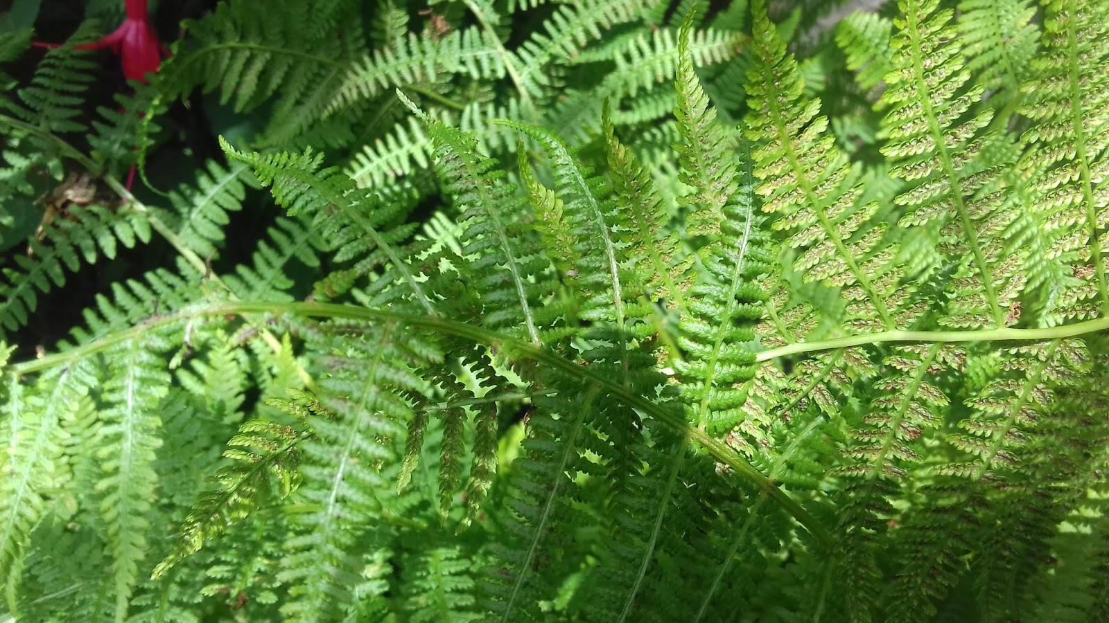 Filnore Woods Blog: Fern spores