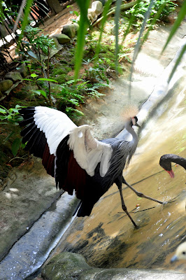 langkawi lensa