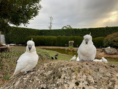 Cockatoos in Daylesford, Victoria, Australia, 28 May, 2021